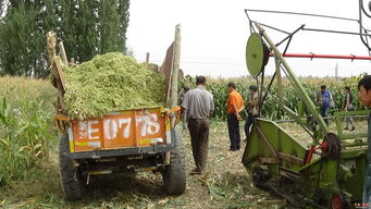 黑英山鄉(xiāng) 駐村干部助力牧民制作青儲(chǔ)飼料，推動(dòng)畜牧業(yè)發(fā)展