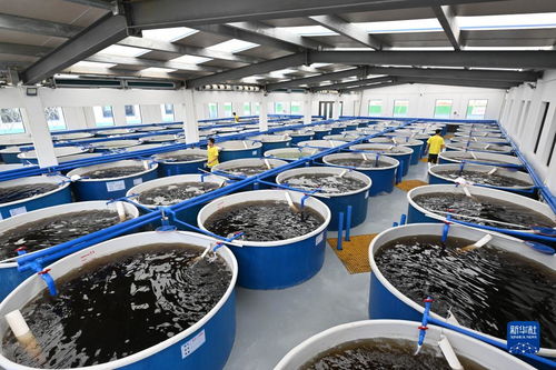 海南文昌 以特色產(chǎn)業(yè)為翼，譜寫高質(zhì)量發(fā)展新篇章——聚焦畜牧漁業(yè)飼料銷售