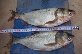 楚雄州稻田養(yǎng)魚與增殖放流項(xiàng)目效果監(jiān)測(cè)調(diào)查及畜牧漁業(yè)飼料銷售關(guān)聯(lián)分析