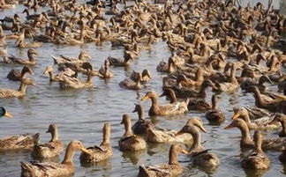 金錠鴨價(jià)格持續(xù)攀升，畜牧市場(chǎng)飼料獸藥招商火爆